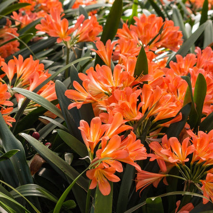 Clivias - Oldboy&