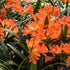 Clivias - Oldboy&