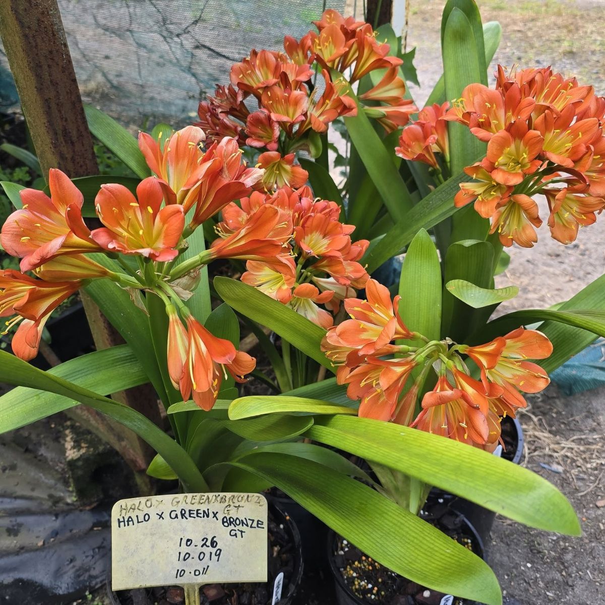 Clivias – Buy Online &amp; Delivered Australia-Wide - Oldboy&
