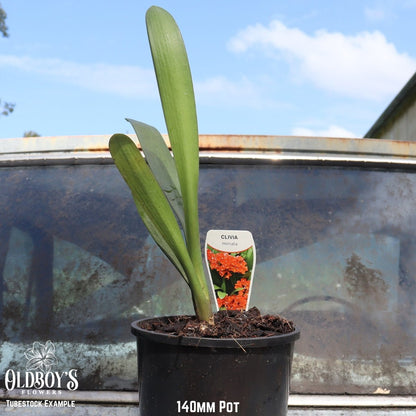 Clivias – Buy Online &amp; Delivered Australia - Wide - Oldboy&