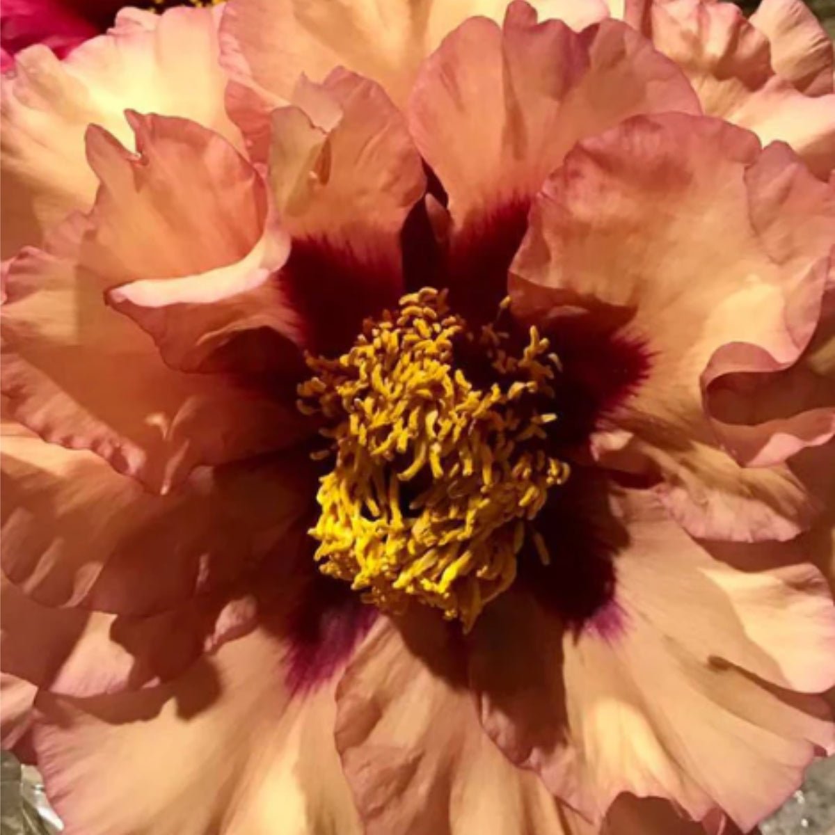 Composure – Tree Peony – Paeonia suffruticosa - Oldboy&