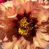 Composure – Tree Peony – Paeonia suffruticosa - Oldboy&
