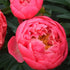 Coral Charm – Peony – Herbaceous - Paeonia lactiflora - Oldboy&