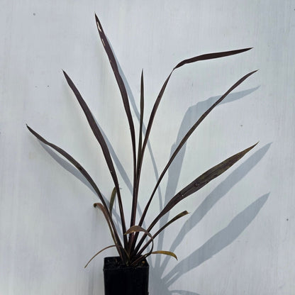 Cordyline australis &