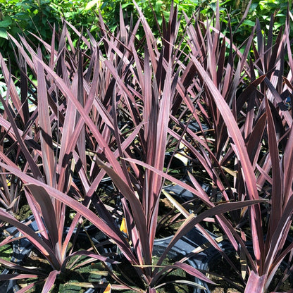 Cordyline australis &