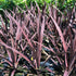 Cordyline australis &