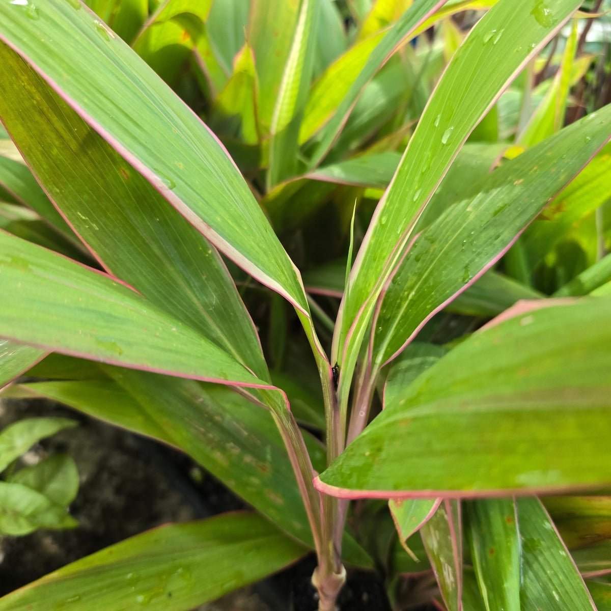 Cordyline fruticosa ‘Pink Diamond’ – Vibrant Tropical Variegated Plant - Oldboy&