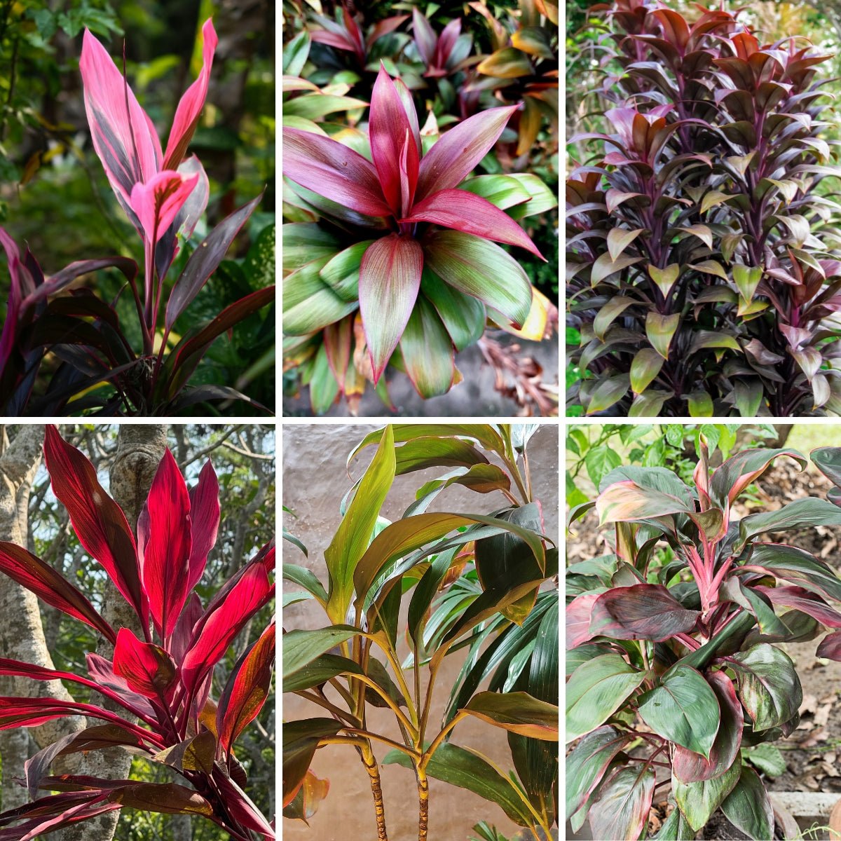 Cordyline fruticosa Seeds - Ti Plant - Oldboy&