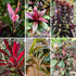 Cordyline fruticosa Seeds - Ti Plant - Oldboy&
