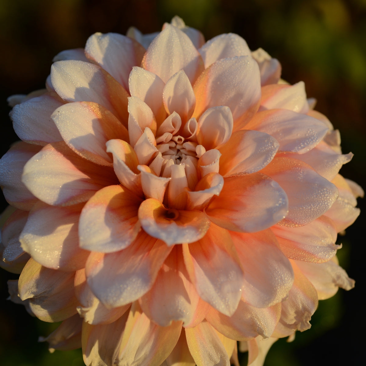 Dahlia ‘Cornflake’ | Apricot and White Decorative Dahlia Tuber