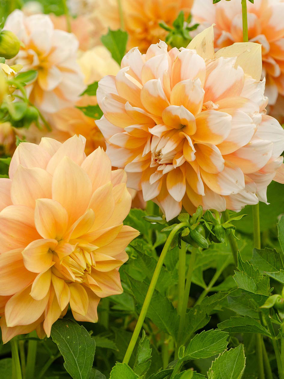 Dahlia hybrid ‘Cornflake’ – Apricot &amp; White Bi-colour Decorative Blooms
