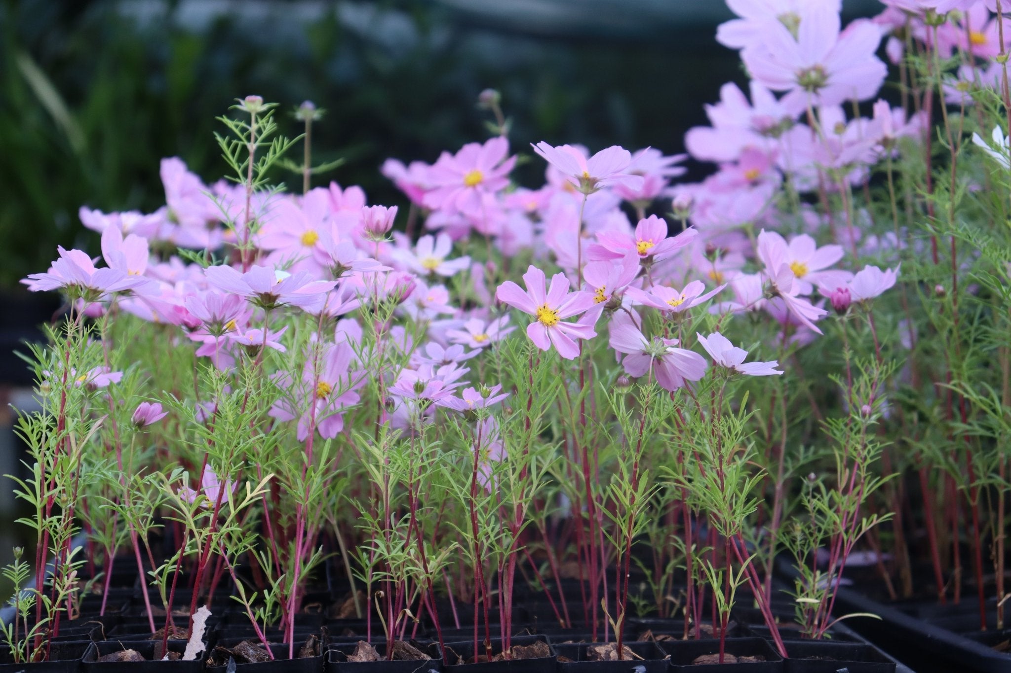Cosmos ‘Versailles Mixed’ Seeds – Cosmos bipinnatus Cut Flower Mix - Oldboy&