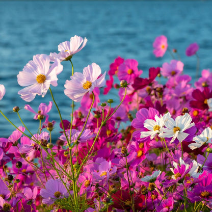 Cosmos ‘Versailles Mixed’ Seeds – Cosmos bipinnatus Cut Flower Mix - Oldboy&