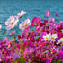Cosmos ‘Versailles Mixed’ Seeds – Cosmos bipinnatus Cut Flower Mix - Oldboy&