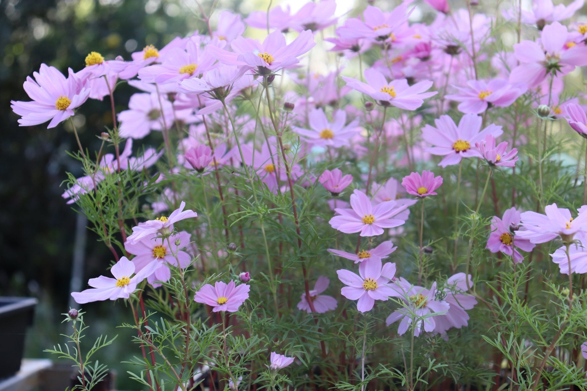 Cosmos ‘Versailles Mixed’ Seeds – Cosmos bipinnatus Cut Flower Mix - Oldboy&