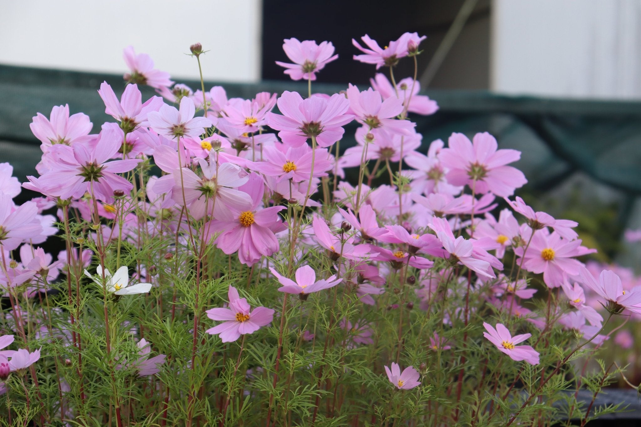 Cosmos ‘Versailles Mixed’ Seeds – Cosmos bipinnatus Cut Flower Mix - Oldboy&