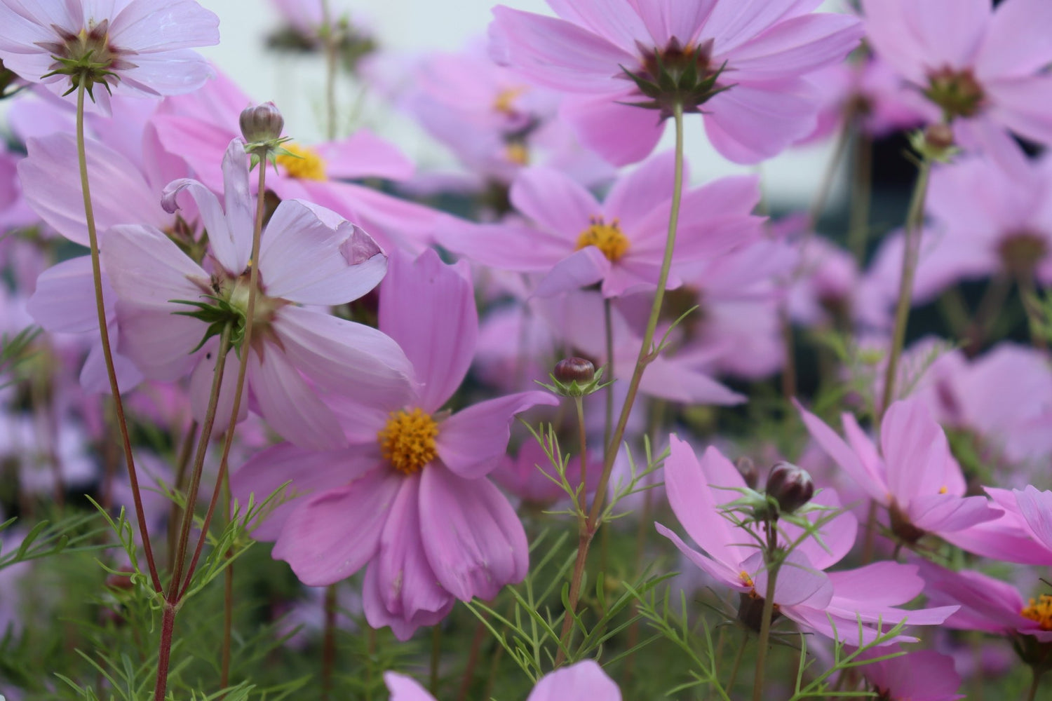 Cosmos ‘Versailles Mixed’ Seeds – Cosmos bipinnatus Cut Flower Mix - Oldboy&