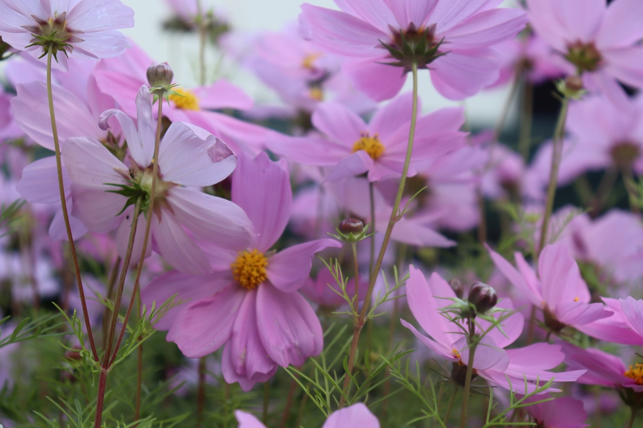 Cosmos ‘Versailles Mixed’ Seeds – Cosmos bipinnatus Cut Flower Mix - Oldboy&