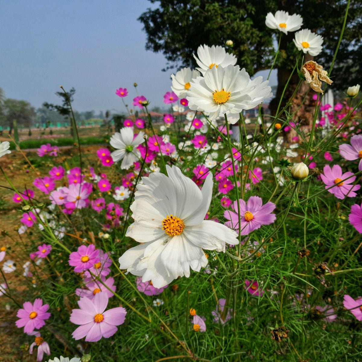Cosmos ‘Versailles Mixed’ Seeds – Cosmos bipinnatus Cut Flower Mix - Oldboy&