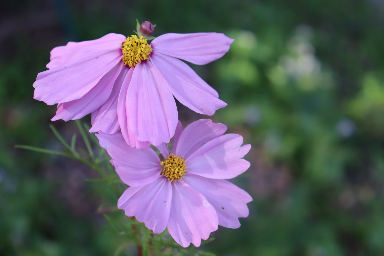 Cosmos ‘Versailles Mixed’ Seeds – Cosmos bipinnatus Cut Flower Mix - Oldboy&