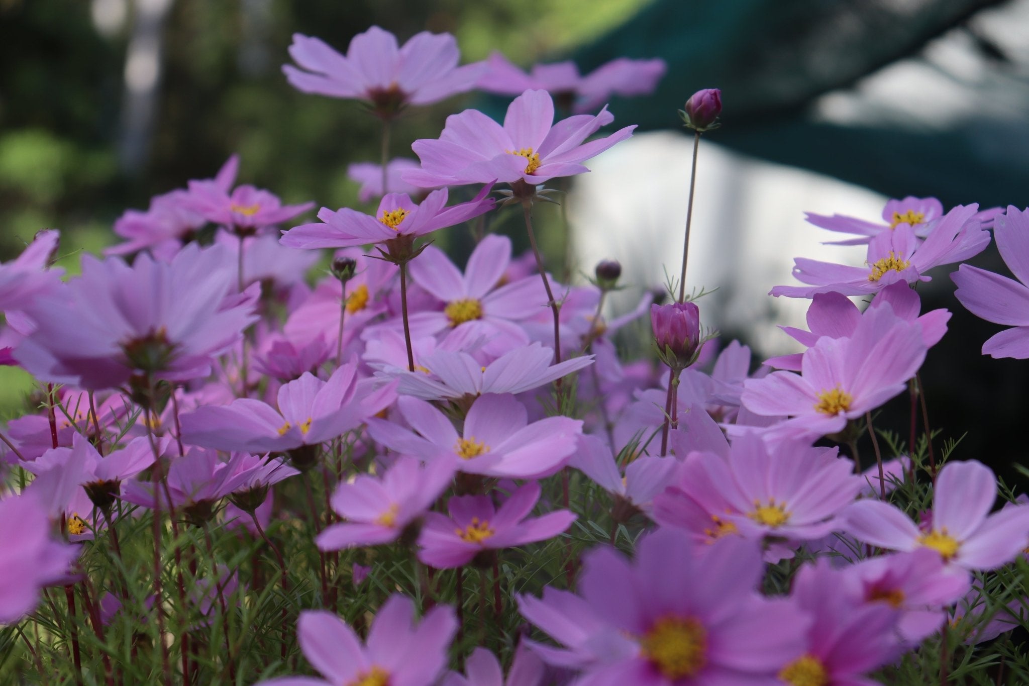 Cosmos ‘Versailles Mixed’ Seeds – Cosmos bipinnatus Cut Flower Mix - Oldboy&