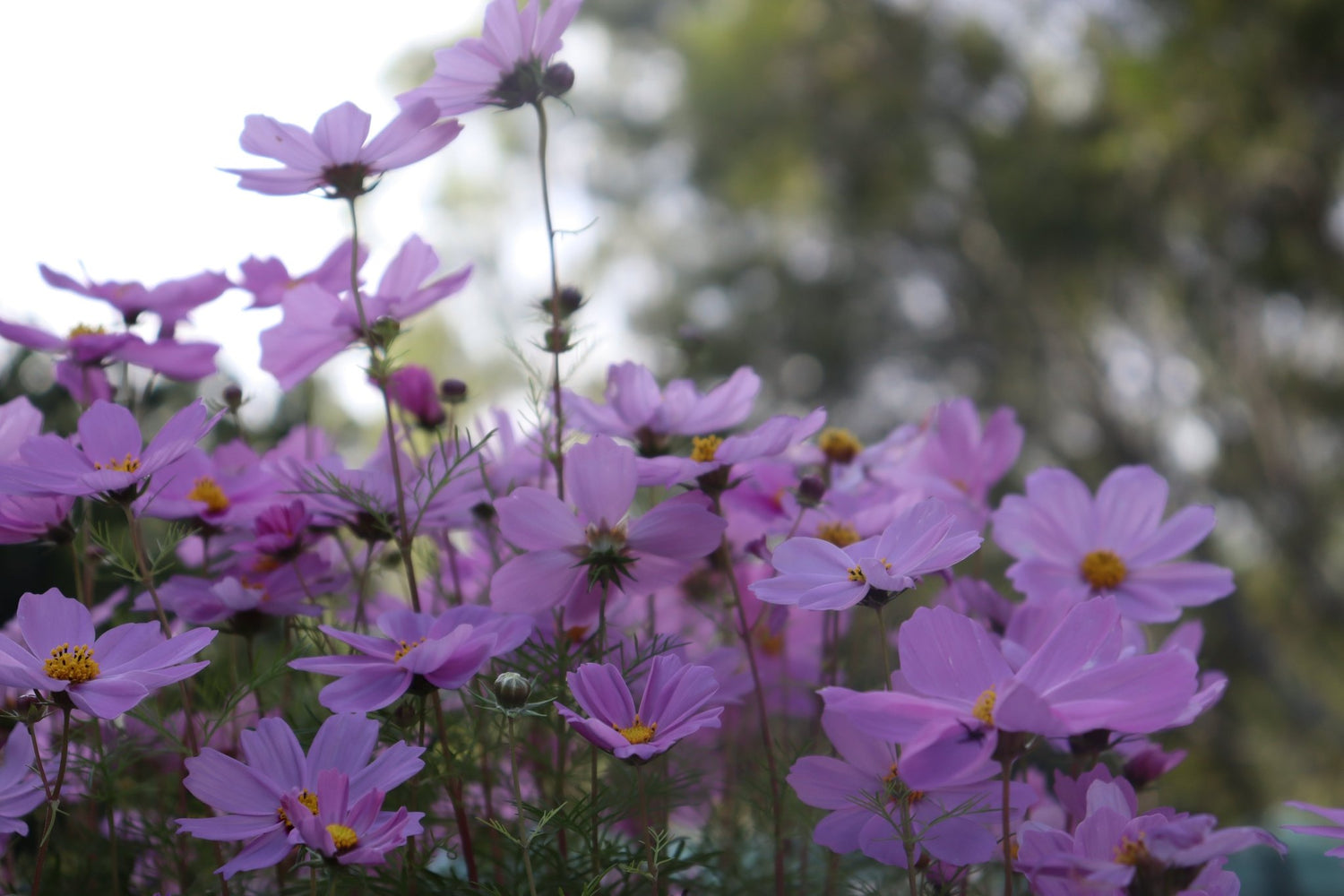 Cosmos ‘Versailles Mixed’ Seeds – Cosmos bipinnatus Cut Flower Mix - Oldboy&