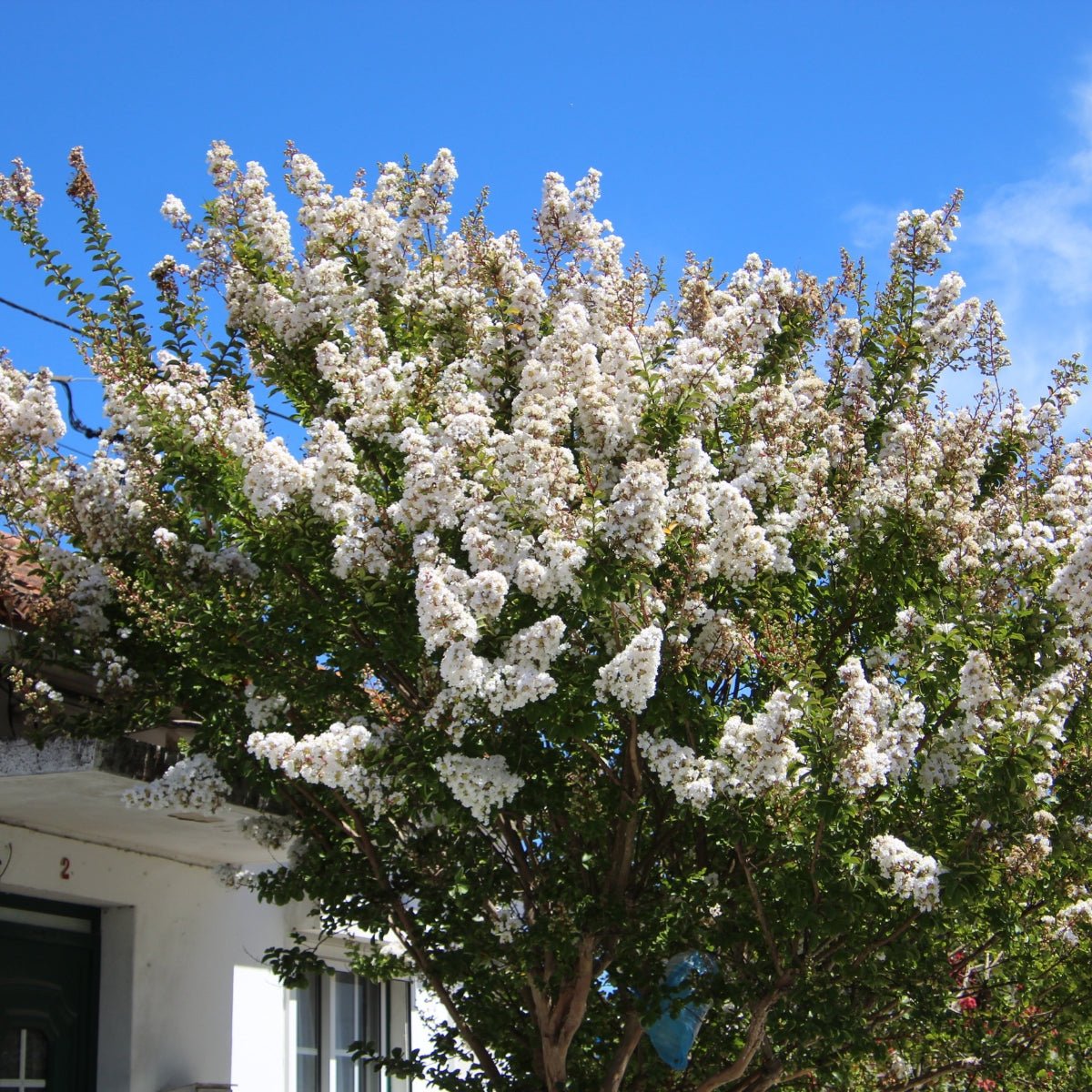 Crepe Myrtle ‘Acoma’ (Lagerstroemia indica × fauriei) | White Flowering 50mm Tube - Oldboy&