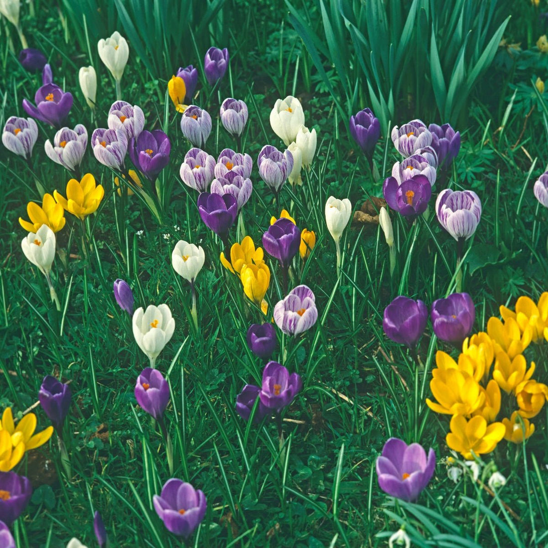 Crocus chrysanthus ‘Mixed’ – Early - Blooming Crocus - Pre - Order - Oldboy&