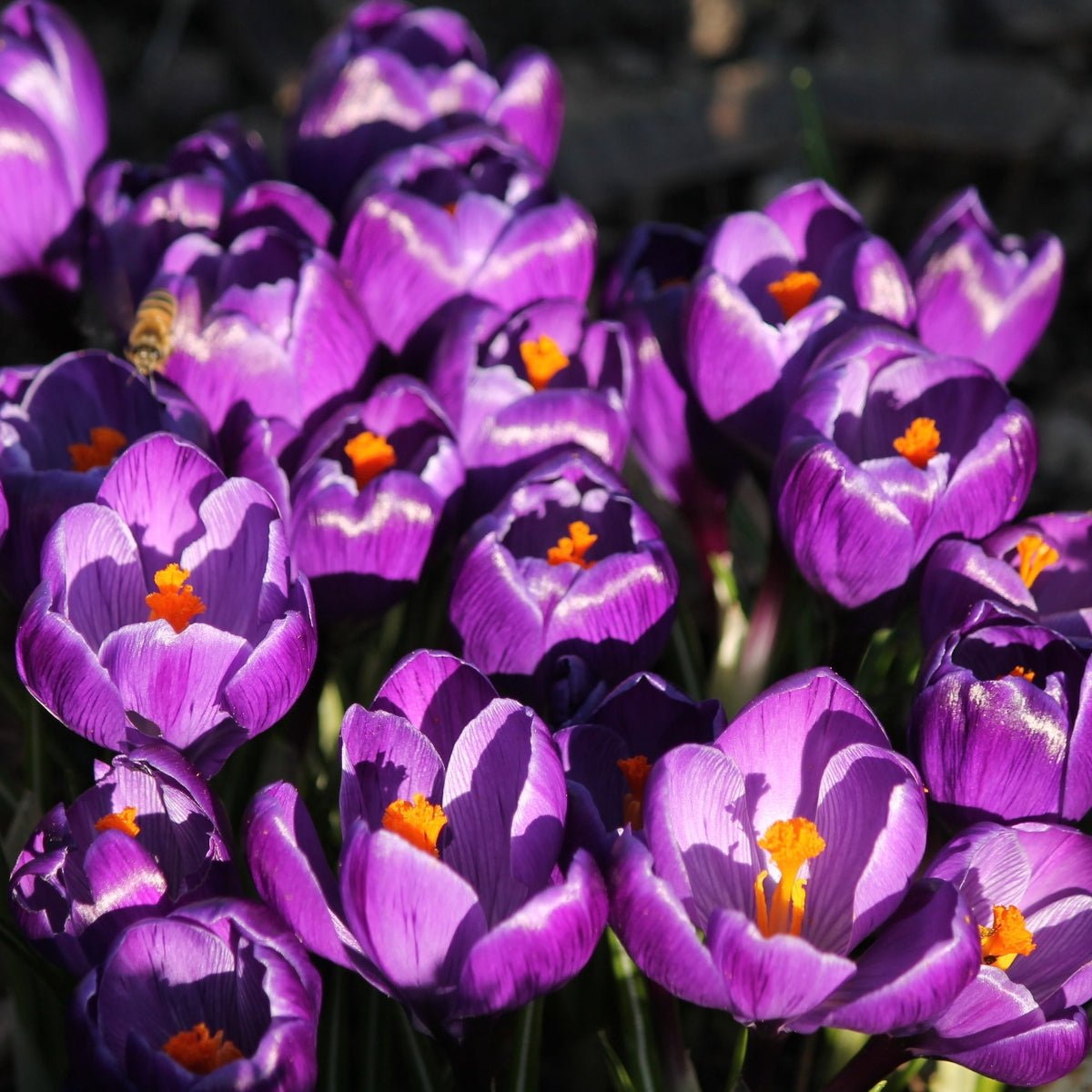 Crocus ‘Flower Record’ – Bulbs (Crocus sativus) - Oldboy&