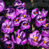 Crocus ‘Flower Record’ – Bulbs (Crocus sativus) - Oldboy&