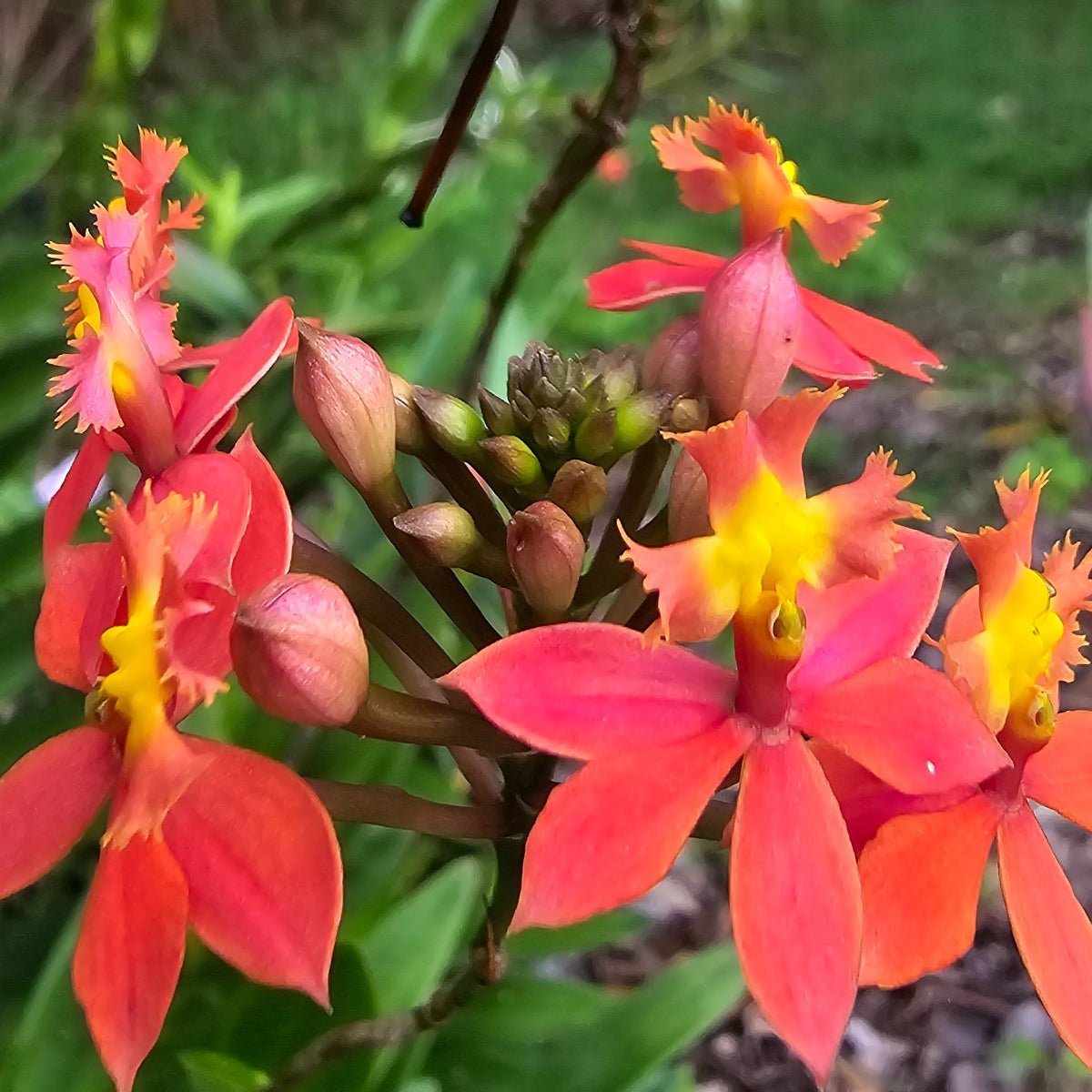 Crucifix Orchid | Epidendrums | Orchidaceae - Oldboy&