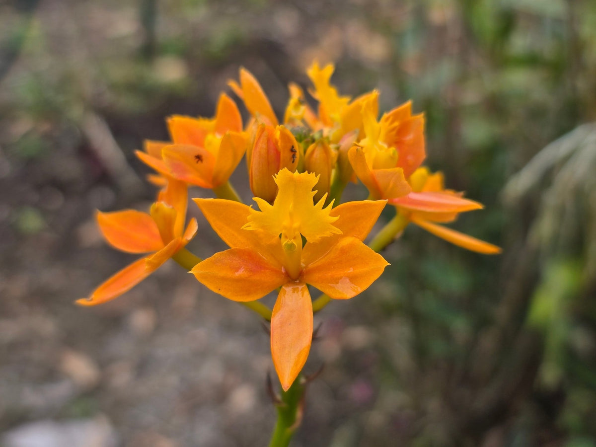 Crucifix Orchid | Epidendrums| sp | Orchidaceae - Oldboy&