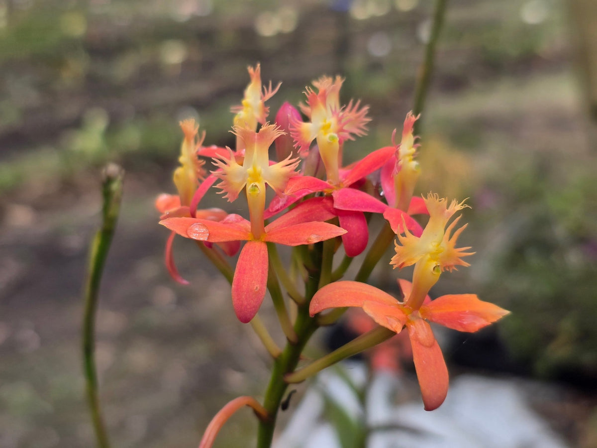 Crucifix Orchid | Epidendrums| sp | Orchidaceae - Oldboy&
