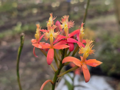 Crucifix Orchid | Epidendrums| sp | Orchidaceae - Oldboy&