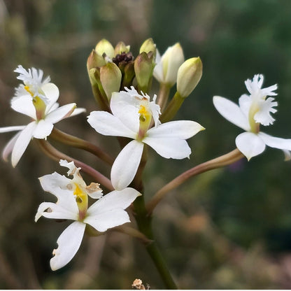 Crucifix Orchid | Epidendrums| sp | Orchidaceae - Oldboy&