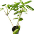 Ctenanthe | Lubbersiana | &