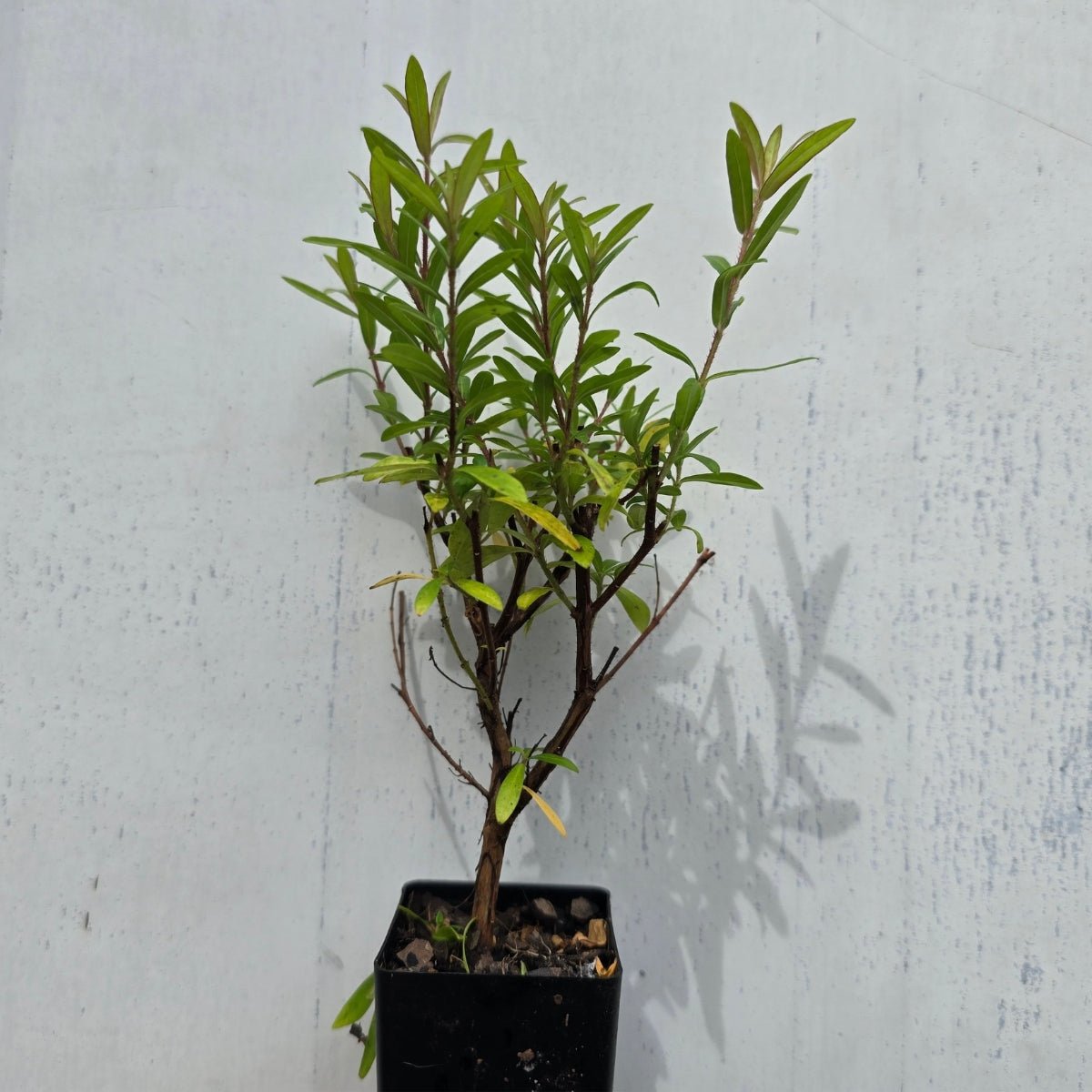 Cuphea hyssopifolia &