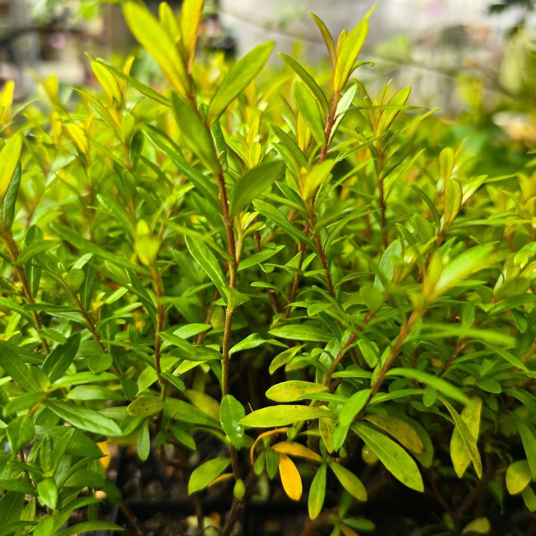 Cuphea hyssopifolia &