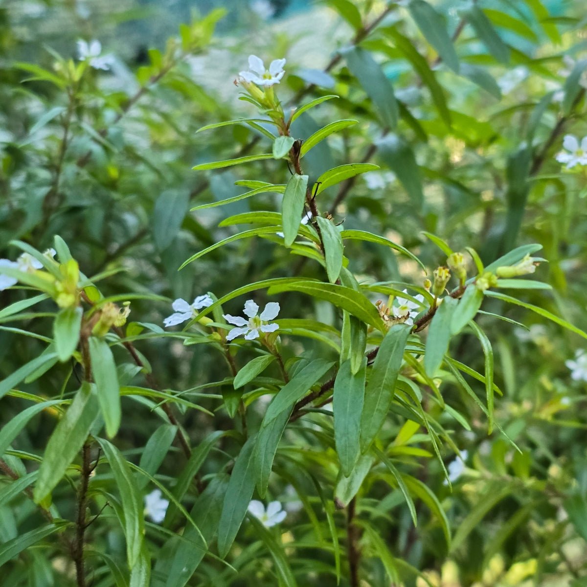 Cuphea hyssopifolia ‘Aspen Snow’ | Mexican False Heather – White Flowers - Oldboy&