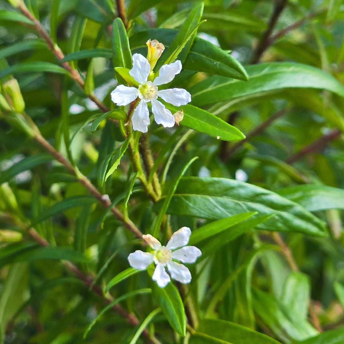 Cuphea hyssopifolia ‘Aspen Snow’ | Mexican False Heather – White Flowers - Oldboy&