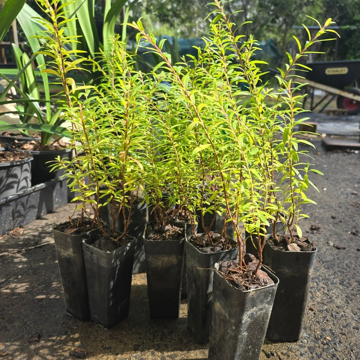 Cuphea White - hyssopifolia &
