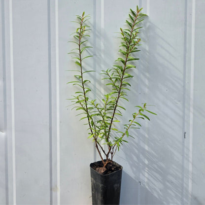 Cuphea White - hyssopifolia &