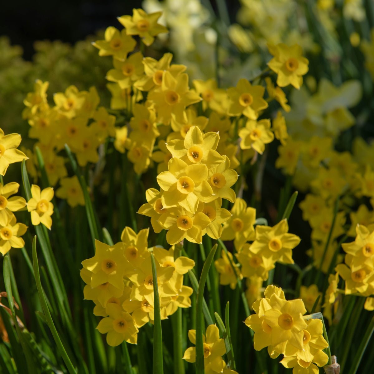 Daffodil Baby Boomer – Golden Blooms | Narcissus spp - Pre-Order