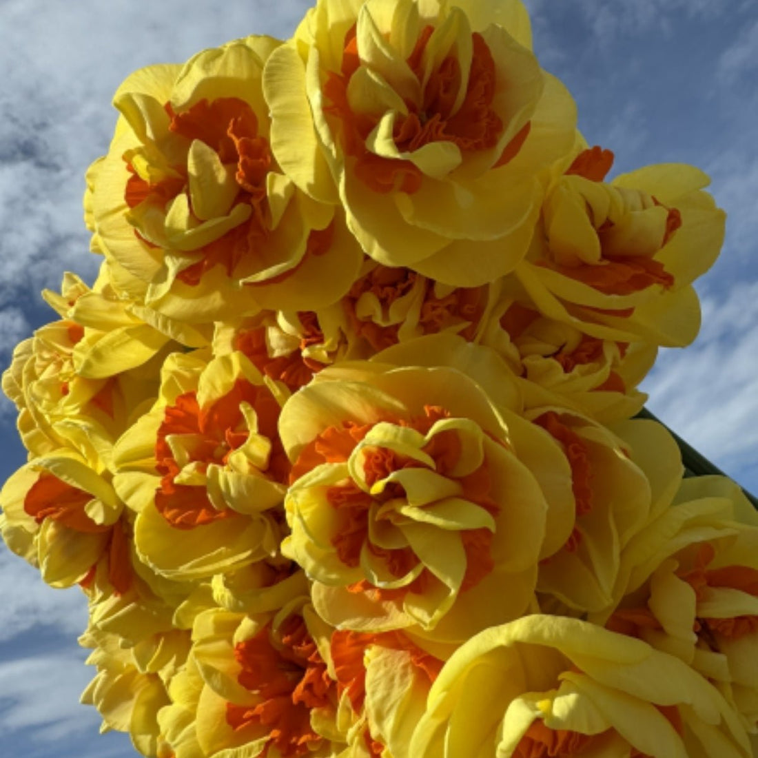 Daffodil Double Fashion (Narcissus ‘Double Fashion’) – Mid - Season Double Daffodil - Oldboy&