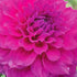 Dahlia ‘Blue Edge’ | Giant Purple Dinnerplate Dahlia Tuber - Oldboy&