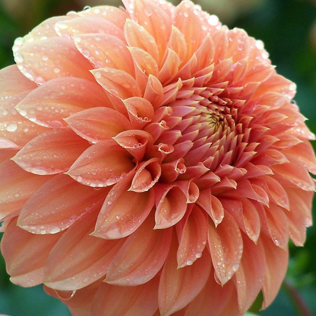 Dahlia ‘Bracken Palomino’ – Peach - Apricot Large Formal Decorative Blooms - Oldboy&