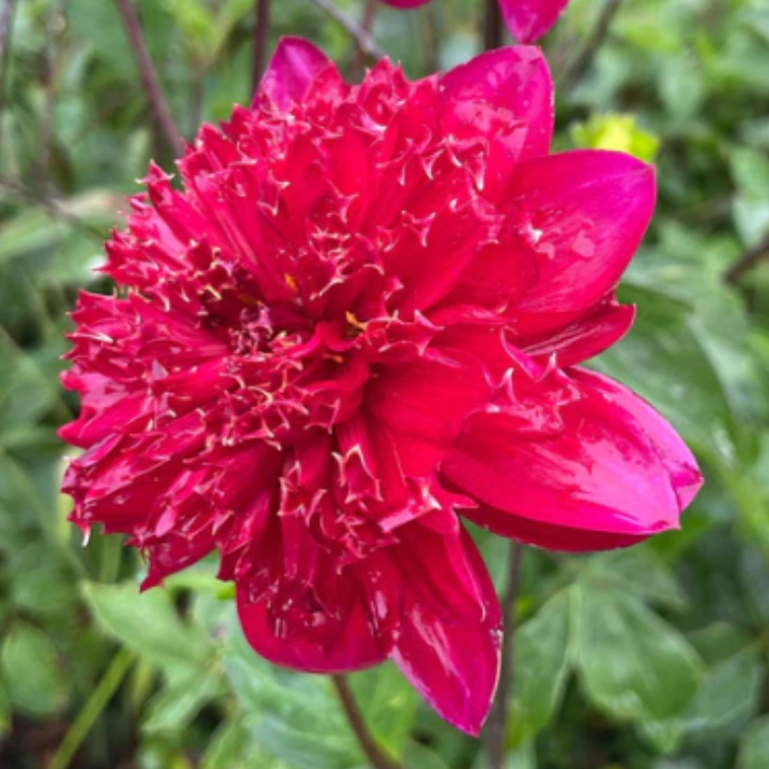 Dahlia ‘Christie Topnot’ – Bold Ruby - Red Anemone Blooms - Oldboy&