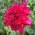 Dahlia ‘Christie Topnot’ – Bold Ruby - Red Anemone Blooms - Oldboy&