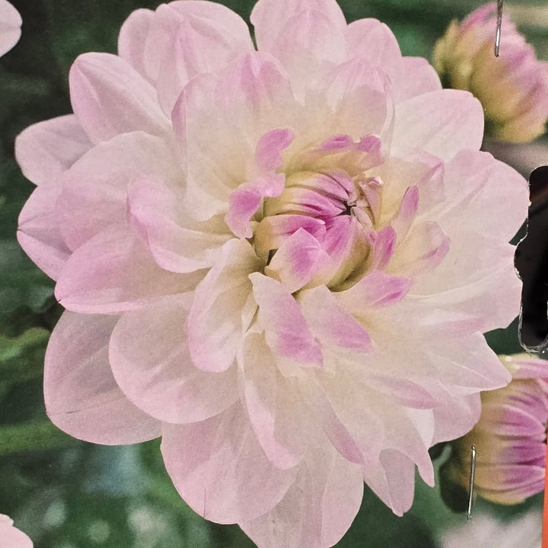 Dahlia ‘Cloe’ Tuber | White and Lavender Ball Dahlia - Oldboy&