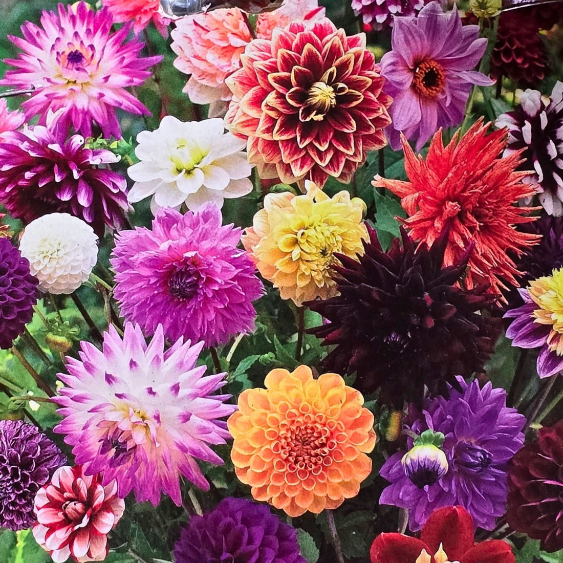 Dahlia Delight Mix | Mixed Dahlia Tubers | Dahlia Hybrids - Oldboy&
